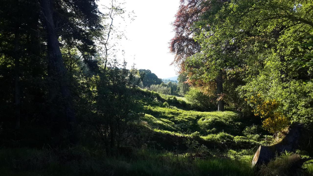 Superior King Woodland View