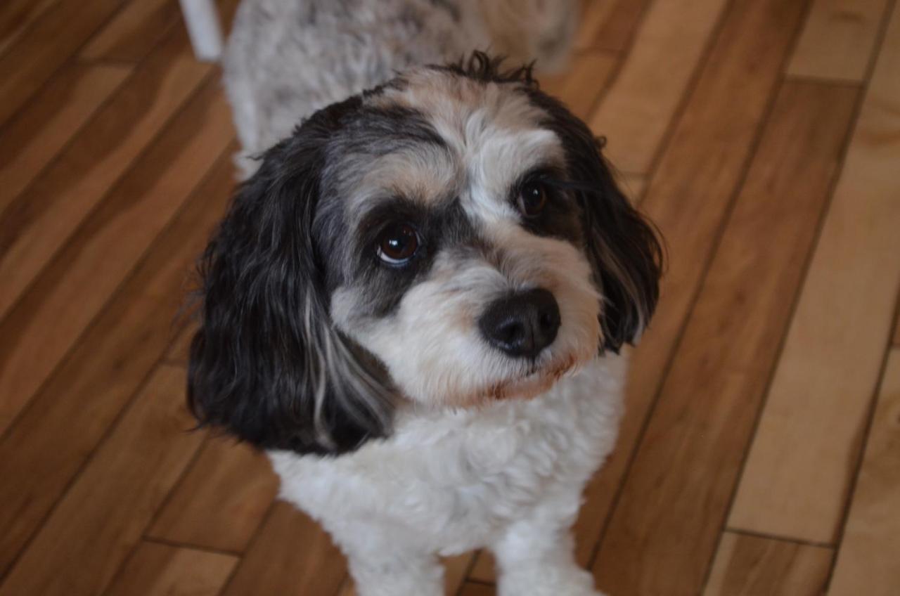 Family Room Pet Friendly