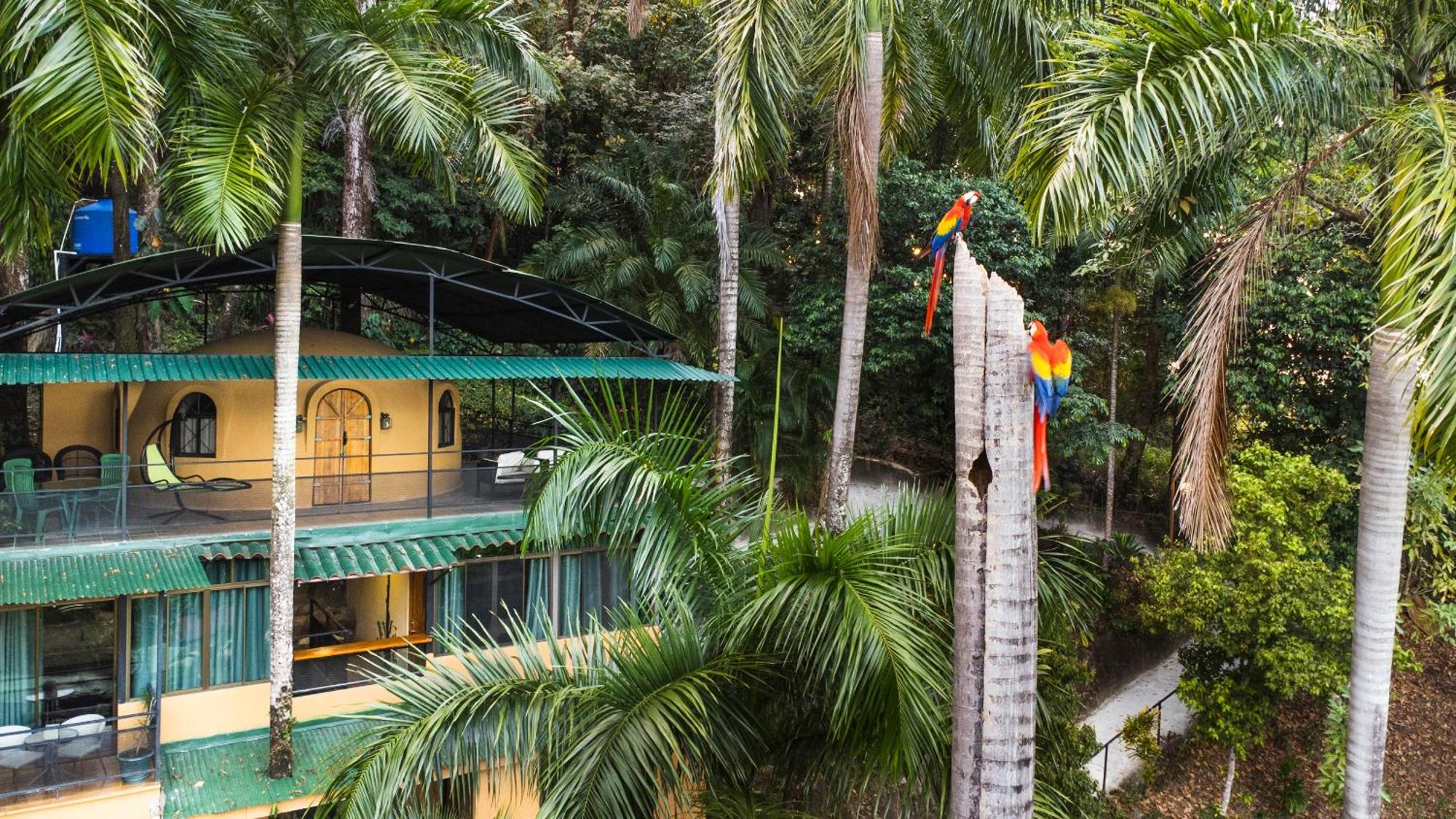 Tree Top Canopy