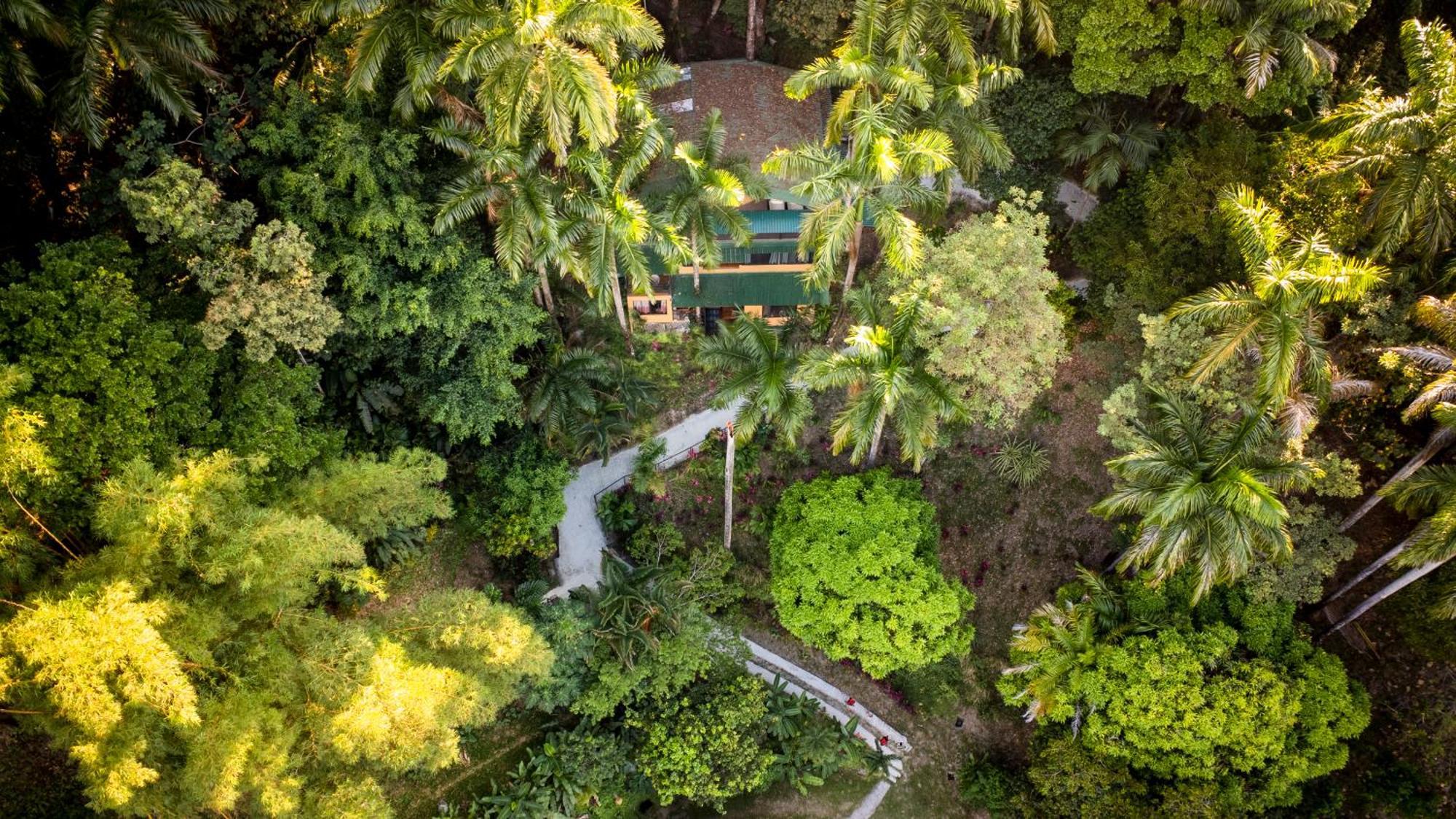Tree Top Canopy