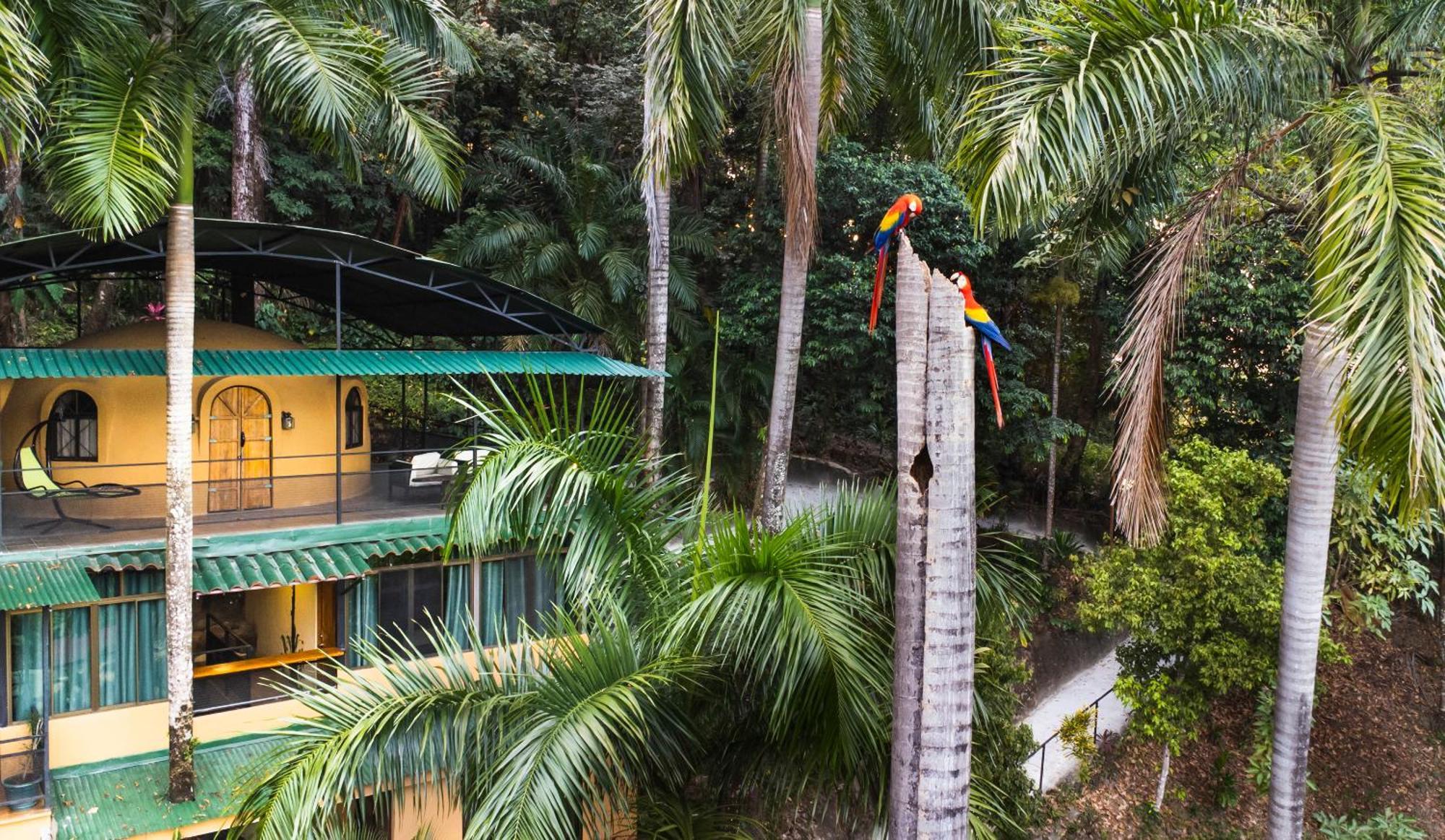 Tree Top Canopy