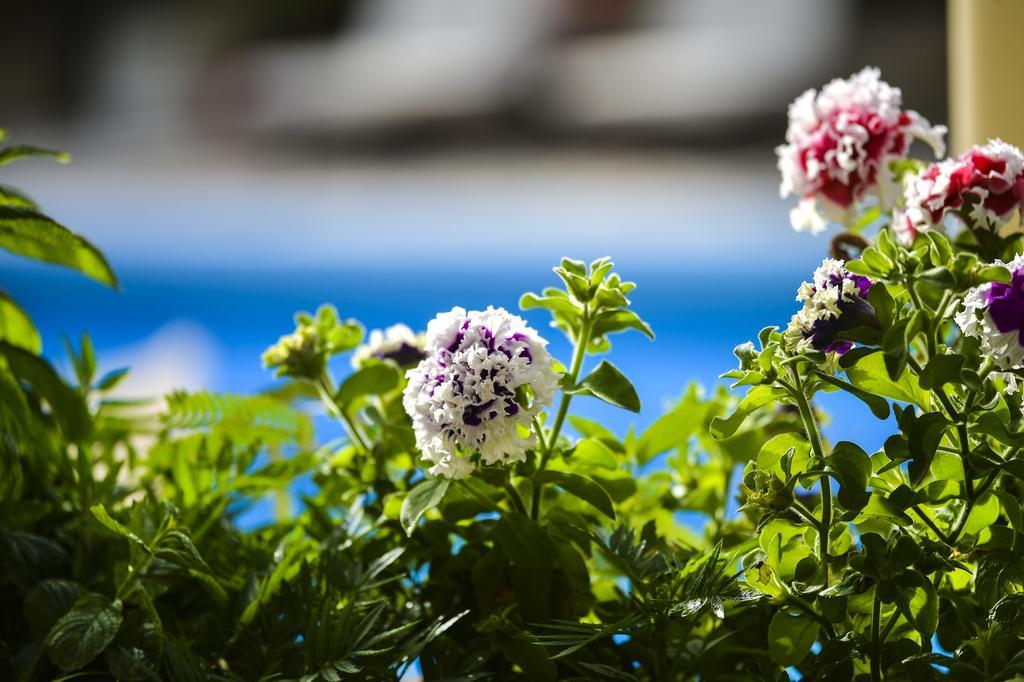 Family Suite Garden View