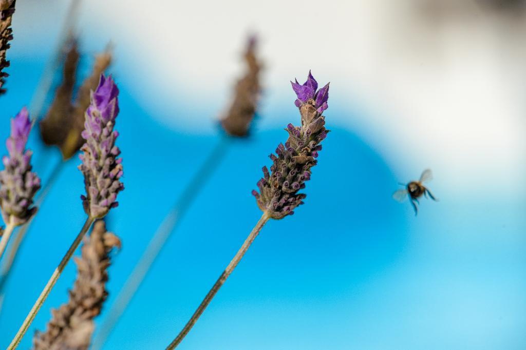 Camera Matrimoniale/Doppia con Letti Singoli con Vista Giardino