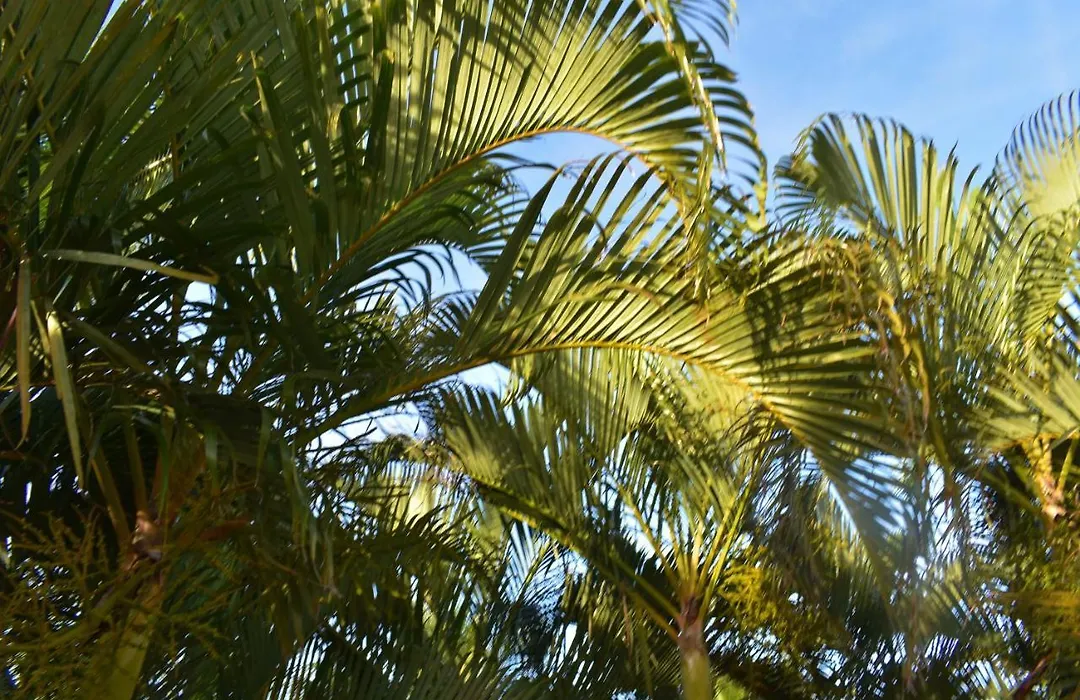 Hibiscus Center-1
