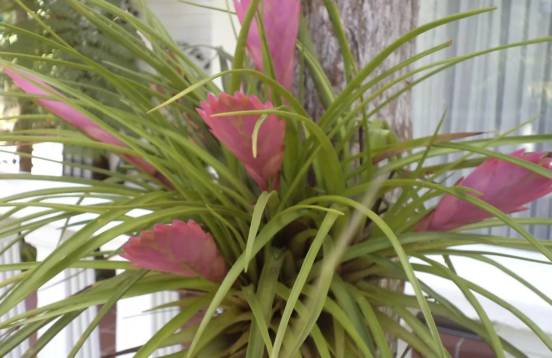 St. Lucia Wetlands Guest House-1