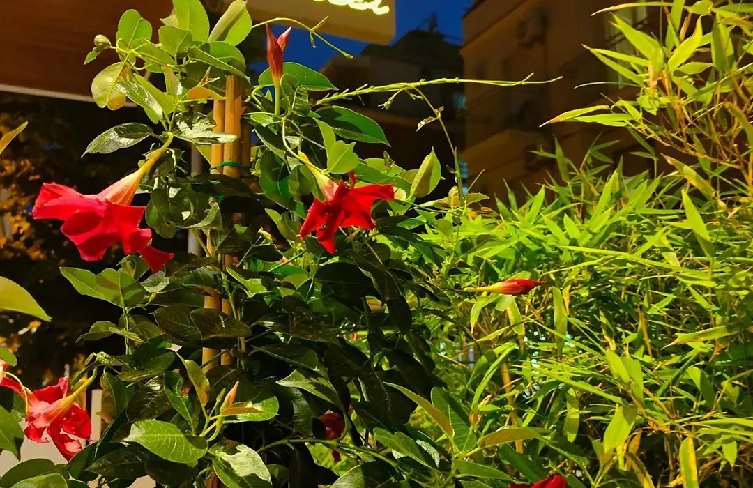 Hotel Ricci-1