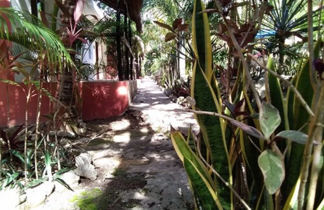 Casa De Las Tortugas I Tour Akumal-1