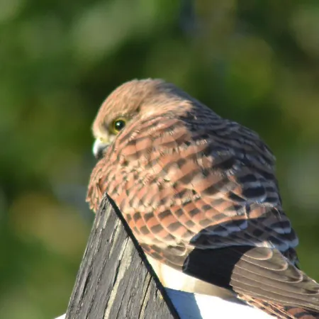 Wortwell Hall Barn-3