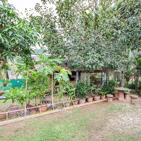 Oyo 75312 Banana Lodge-2