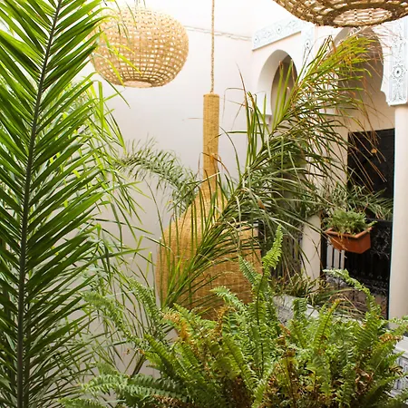Riad Amra-2