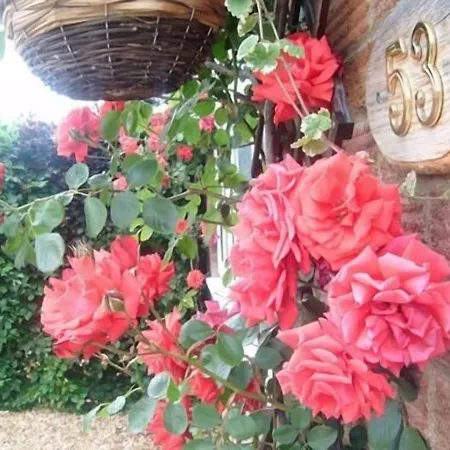 Rosa'S Bed And Breakfast-2