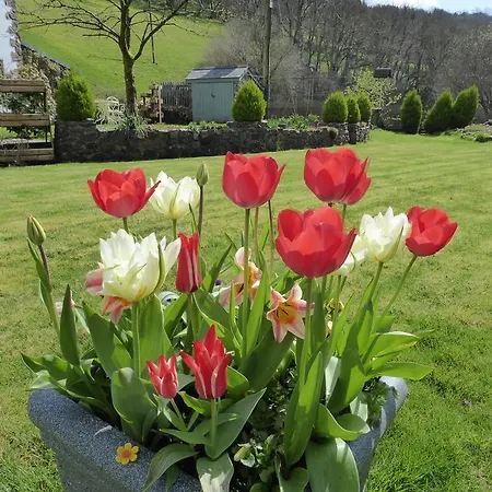 Neuadd Wen Guest House-2