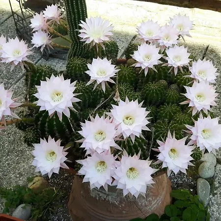 Il Giardino Roccioso-3