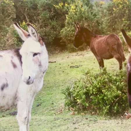 Shorefield Country Park, Where The New Forest Meets The Sea, Passes For All Entertainment Included-2