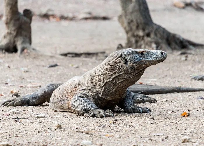 Ayana Komodo Waecicu Beach
