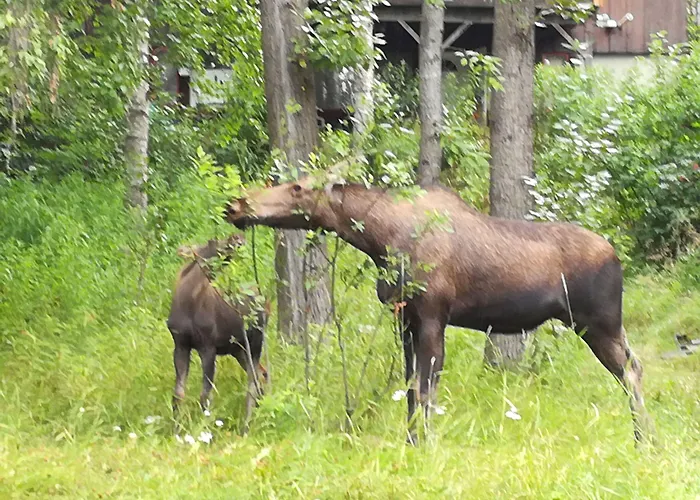 Anchorage Walkabout Town Bed And Breakfast